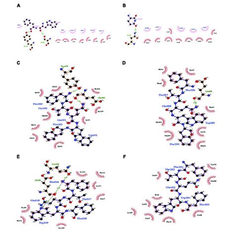 Molecular Docking Of The Interactions Of Domain II Of Cry11Aa And Its