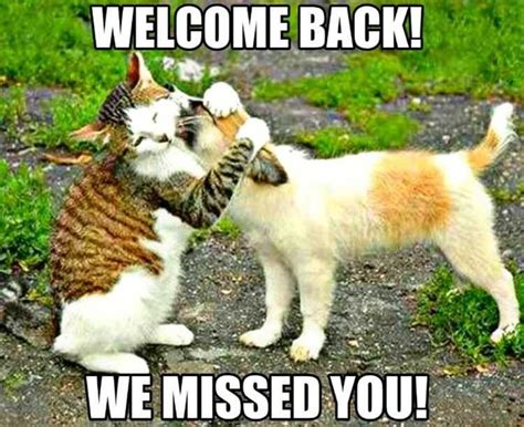 Welcome Back Meme Discover more interesting Animal, Cat, Cute, Miss ...