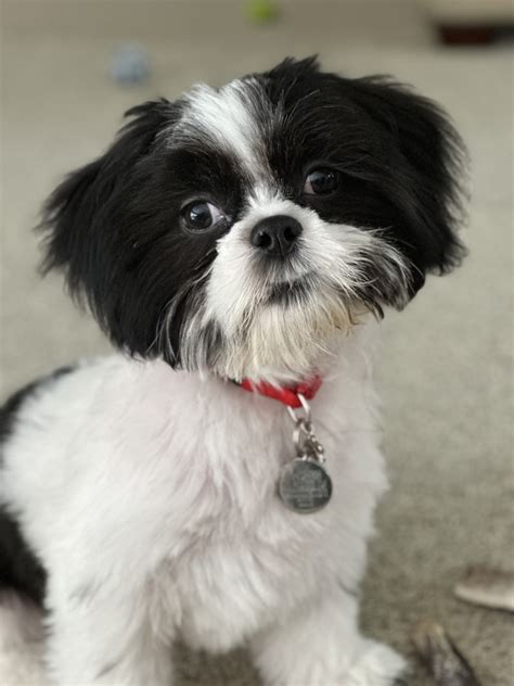 Shih Tzu Puppies for Sale | PuppySpot