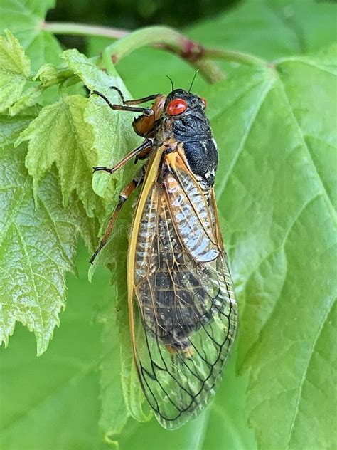 Brood X Close Up Stock Image Image Of Pack Branch 219366311