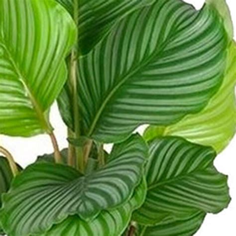 Calathea Orbifolia Jours Ouvrables D Lai De Livraison