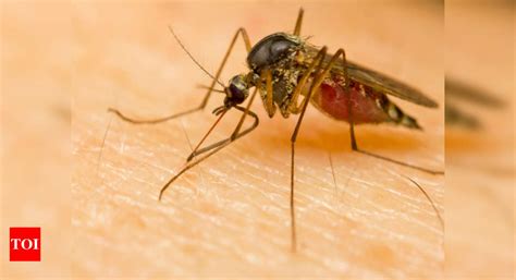 Zika Fever What Is Zika Virus Where Did The Zika Virus Come From All You Need To Know Zika