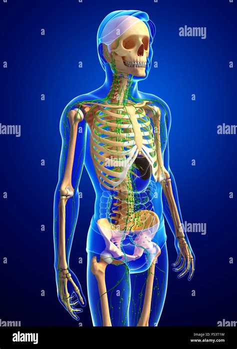 Illustration Of Human Skeleton With Lymphatic System Stock Photo Alamy