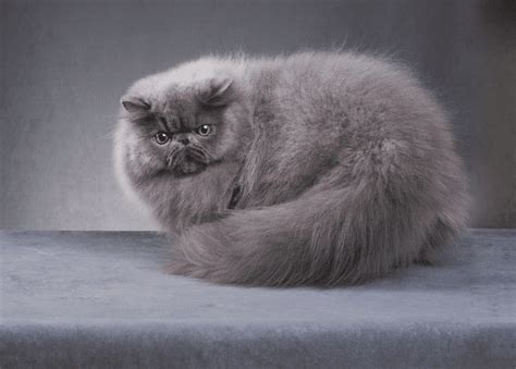 Grey Cat Breeds - 12 Of The Most Attractive Grey Shades of Cuteness ...