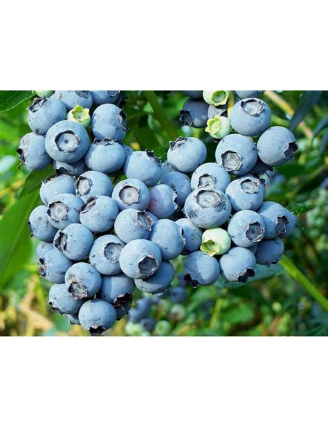 Голубика Блюголд (Bluegold) купить в Санкт-Петербурге по цене от ...
