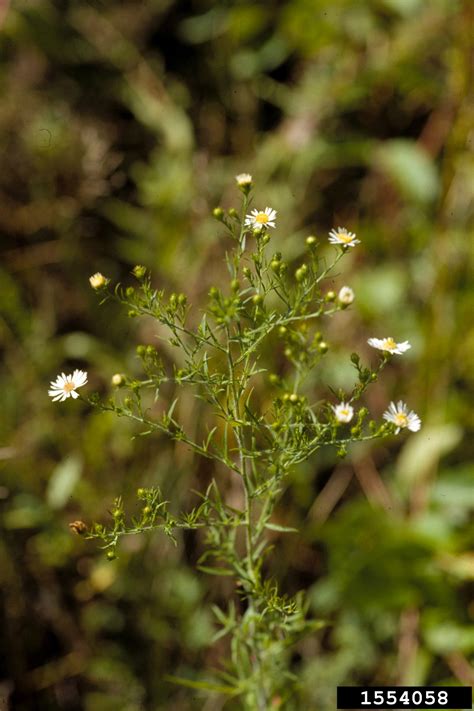 White Heath Aster Symphyotrichum Ericoides Var Ericoides L G L Nesom