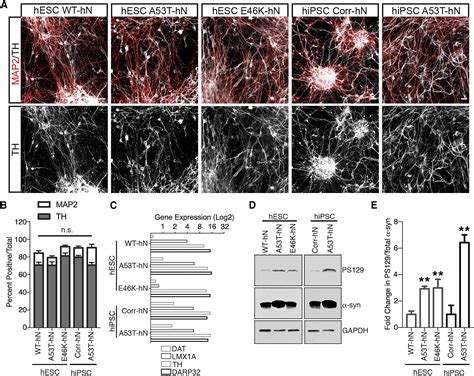 Synuclein Mutation Impairs Processing Of Endomembrane Compartments