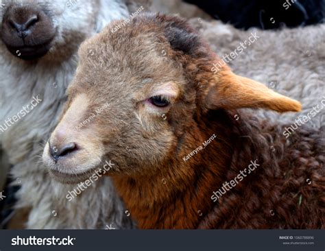 356 Fat tailed sheep Stock Photos, Images & Photography | Shutterstock