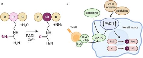 Citrullination At The Inflammatory Skin Barrier Journal Of