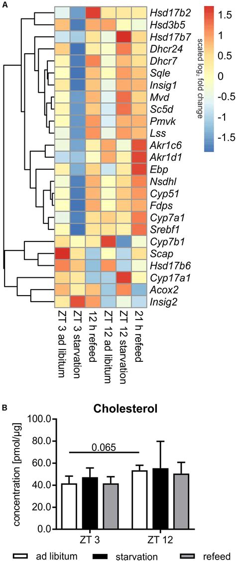 Frontiers The Diurnal Timing Of Starvation Differently Impacts Murine