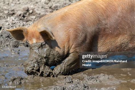 67 Duroc Pig Stock Photos, High-Res Pictures, and Images - Getty Images