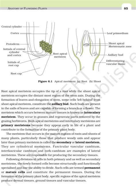 Ncert Book Class 11 Biology Chapter 6 Anatomy Of Flowering Plants