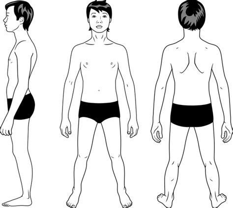 Full Length Front Back Views Of A Standing Naked Man Stock Vector By Arlatis 11444574