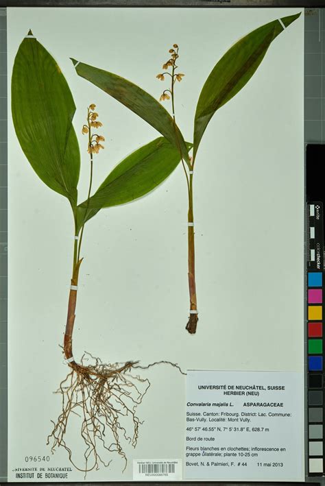 Lelietje Van Dalen Convallaria Majalis