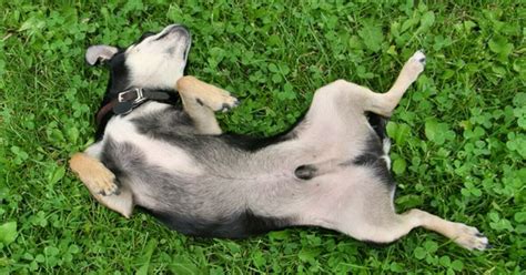 Do Dogs Have Belly Buttons? | PetGuide