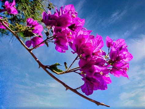 Bougainvillea Explore May 31 2024 Achim 51 Flickr