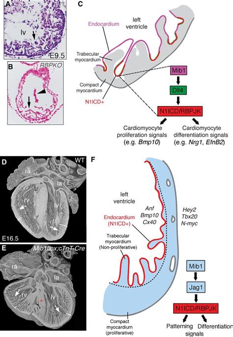 Endocardial Notch Signaling In Cardiac Development And Disease