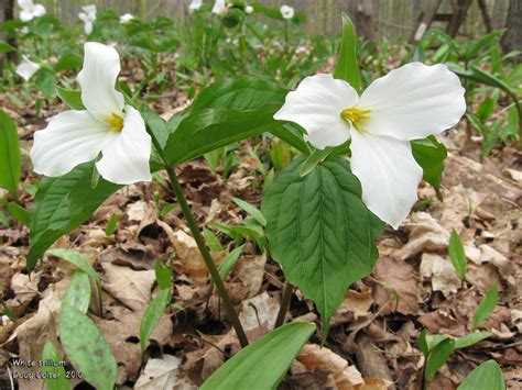 White Trillium Trillium Grandiflorum Provincial Flower Of Ontario