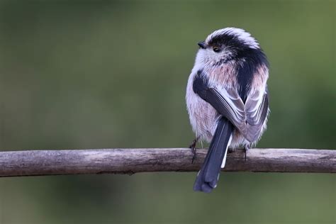 Codibugnolo Uccello Natura Foto Gratis Su Pixabay Pixabay