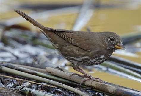 Fox Sparrow | San Diego Bird Spot