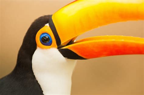 Premium Photo | Toucans are birds belonging to the ramphastidae family ...