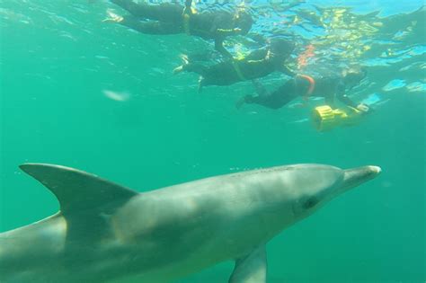 Swim With Dolphins Day Tour From Perth • View Details