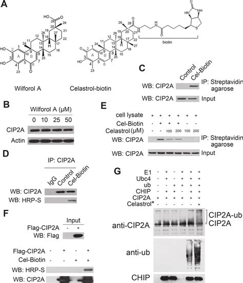 Celastrol Directly Binds Cip2a And Promotes Its Ubiquitination A