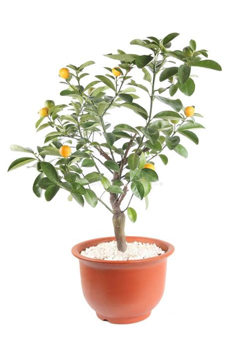 Kumquat drzewo zdjęcie stock Obraz złożonej z zdrowy 14038488