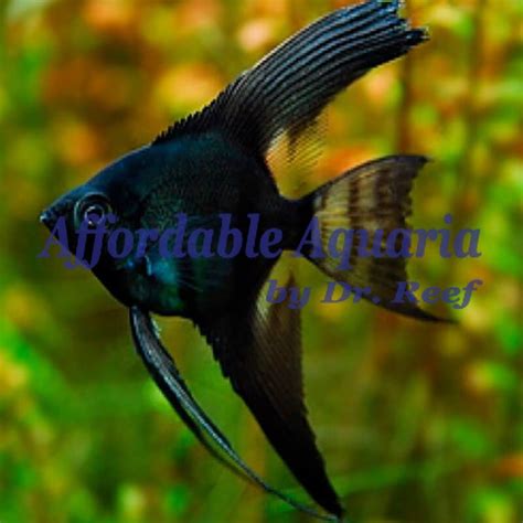 Black Angelfish | Affordable Aquaria