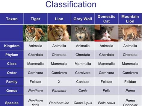 Taxonomy and Classification - Mountain Lions