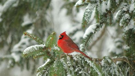 Winter Cardinals Wallpapers - Wallpaper Cave