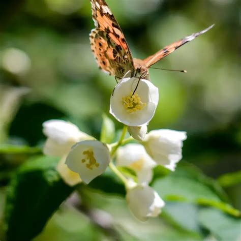 What is the national flower of Cuba, Meaning and Symbolism