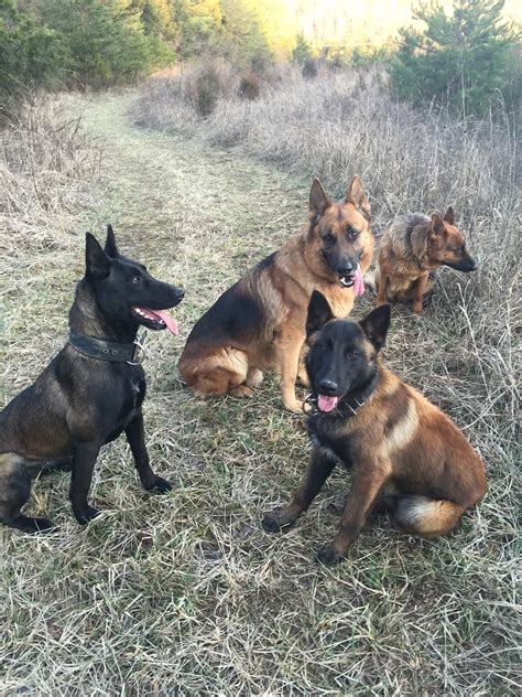 Gallery – Wilderness K9