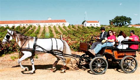 Portugal Vineyards