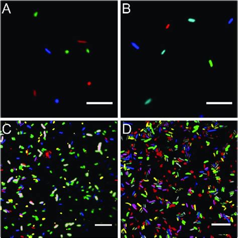 Microscopy Images Of Fluorescent Bacteria A Widefield