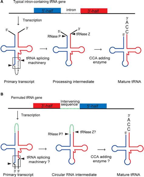 Transfer Rna Trna Definition Structure Processing Types Functions