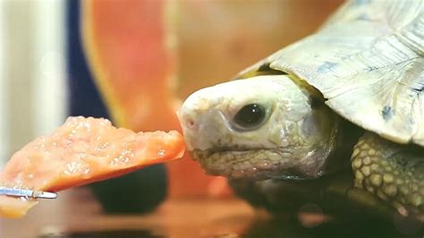 Papaya Fruit ASMR Mukbang Cute Turtle Tortoise Eating Food I