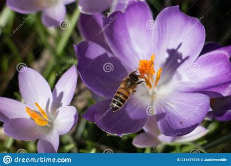 Honey Bee Apis Mellifera Collecting Nectar From Purple Crocus Flower