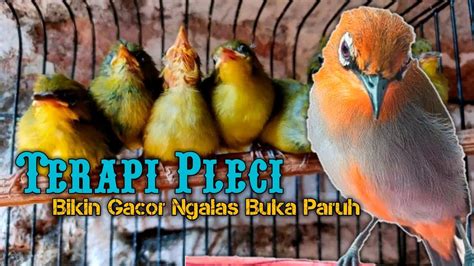 Terapi Pleci Buka Paruh 🛑 Pleci Mancet Dan Giras Terapi Dengan Ini