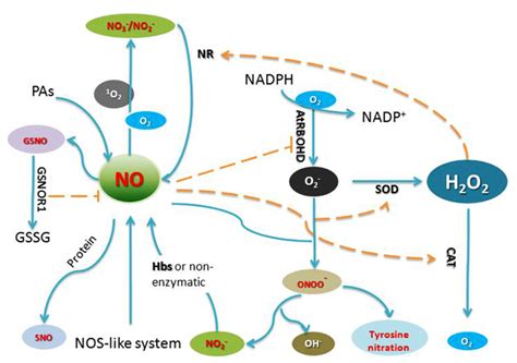 Frontiers Cross Talk Of Nitric Oxide And Reactive Oxygen Species In Plant Programed Cell Death