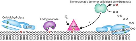 Mode Of Action And Structure Of Cellulolytic Lpmos Fungal Enzymatic