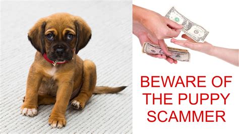 Puppy Scams Exposed Tips On How To Spot A Scammer