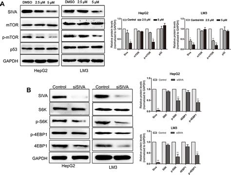 Plumbagin Inhibits Proliferation And Induces Apoptosis Of Hepatocellul