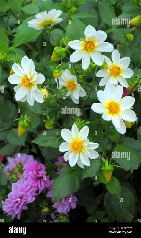 White Single Flowered Dahlias In The Garden Duplex Dahlia Stock Photo