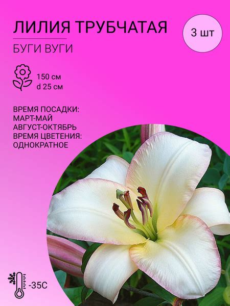 Лилии Лилии Трубчатые - купить по выгодным ценам в интернет-магазине ...