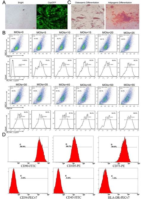 Morphology And Multilineage Differentiation Capacity Of Mscs A