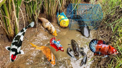 Menemukan Perangkap Dan Mencari Ikan Cupang Ikan Koi Dan Ikan Channa