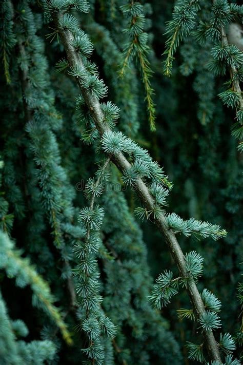 Una Parte De La Textura De Hojas De Pino Verde Natural Imagen De