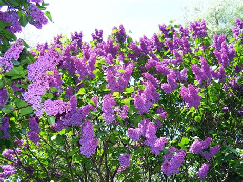 Куст сирени (57 фото) - 57 фото