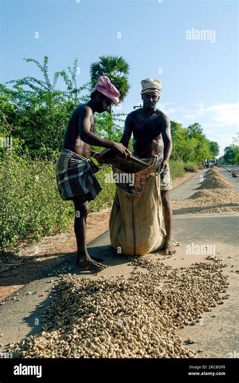 Farmers Packing The Dried Groundnuts On Road Near Neyveli Vadalur